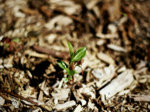 Saving Every Drop: Tools And Tips For Water-Wise Gardening 2 Mulching technique to save water