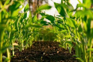 South African soil mielie growth
